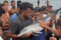 Migrants Beat Baby Dolphin and Hold It 'Like a Trophy', Adding to Ceuta Locals' Anger Amid Surge in Sexual Assaults