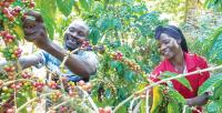 Why Uganda’s coffee ambitions may depend on bees