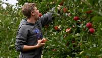 10 Massachusetts orchards where you can pick your own apples this fall 