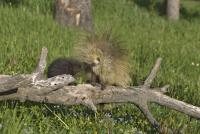 North Dakota shelter removes 673 porcupine quills from 2 dogs that couldn't eat or drink