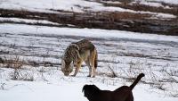 Illinois officials warn residents after coyote takes dog from yard, carries it into woods