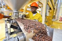 Cameroon’s Cocoa Processing Falls 13% as Bean Supply Shrinks