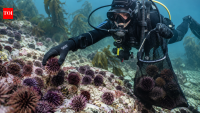 Volunteers removed 100,000 sea urchins in Norway; kelp and fish nurseries return