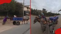 Kenyans praise Nairobi woman spotted using donkey and cart to earn a living