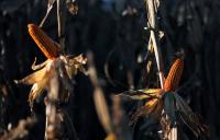 Argentina’s corn exports set for record, as war in Ukraine, European heat wave reshape trade