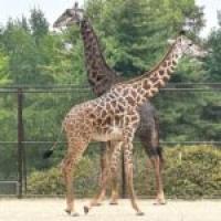 Kentucky’s state zoo keeps getting bigger and better