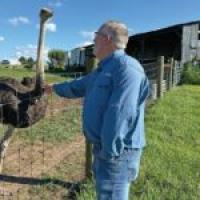 Meat allergy turns Kentucky man to ostrich farming