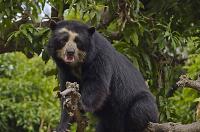 Climate change could reduce the Andean bear population in Colombia by up to 60% by 2050