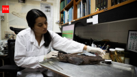 Meet the scientist who helped reveal Costa Rica’s mysterious ghost shark