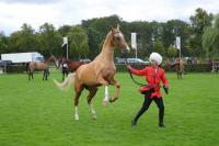Grace that unites the world: the role of Turkmen horses in international dialogue