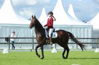 Chairman of the Halk Maslahaty Confirms Turkmenistan’s Readiness to Support International Research and Competitions Involving Akhal-Teke Horses