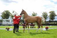 The National Leader of the Turkmen people proposed creating an International Fund and a gene bank for ahal-teke horses