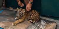 Greek zoo welcomes Sumatran tiger cubs in bid to strengthen safety population