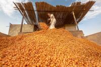 Oman targets global markets with higher-quality dates