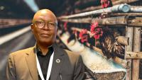 Bold policy can turn poultry feed cost crisis into youth agribusiness