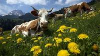 France: Shamonda Virus Spreads Among Cattle, Warnings of Risks to Fetuses