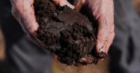 Takeaways from AP story on a major effort to restore peatland in North Carolina