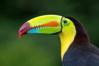 Two Coasts in Ten Days: A Costa Rica Road Trip Itinerary