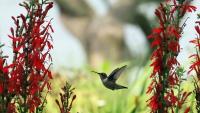 New Jersey's hummingbirds take flight, with fall migration underway