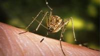Two West Nile Virus Cases Confirmed in Moldova, One Linked to Germany