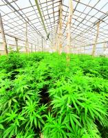 Hemp hype up in smoke