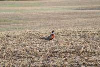 Minnesota Pheasant Populations Surge Nearly 20%, Promising Strong Hunting Season Ahead