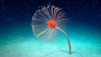 Over 5,500 species found living and thriving in a proposed deep-sea mining zone