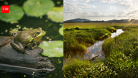 A Mississippi landowner turned his private property into frog habitat; nearly 500 endangered frogs were released there in 2026