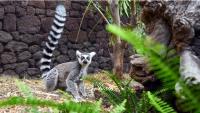 Lemurs stolen from Bangladesh safari park traced to Vantara