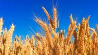 Kazakhstan harvests over 13 mln tons of grain