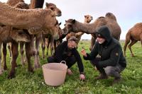 Three Ulcers on a Farm Worker's Arms Led Doctors in Qatar to a Virus That Normally Infects Camels