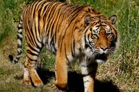 World’s Most Endangered Tiger Cubs Born in Greece as Zoos Build Safety Net