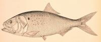 DNREC to Co-Host Atlantic States Marine Fisheries Commission Meeting on Menhaden Management Plan