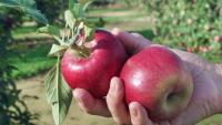 Where to pick your own apples in New Jersey in 2026