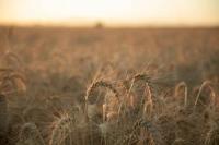Grupo Bimbo Reports 73% Growth in Regenerative Agriculture, Reaching More Than 500,000 Acres Hectares