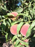SW Idaho fruit producer sees positives in ahead-of-schedule ’26
