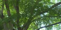 Sioux Falls Forestry Team details Fall tree-planting push, ash borer response