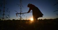 El Niño Threatens Botswana Harvest