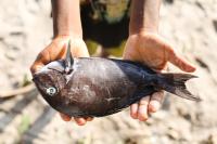 Arabian Gulf Rabbitfish Gets First Complete Organ Map: Aquaculture Disease Detection Now Possible