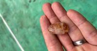 Earliest known drug use and its consequences discovered in Indonesia