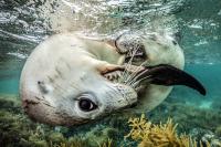 These amazing award-winning ocean photographs are the best you’ll see from our blue planet today!