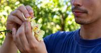 Cuban cultivates orchids in Havana amidst the crisis: "They drive me crazy."