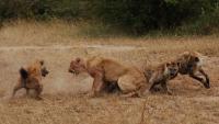 Lion King Lied. We Had the Lion-Hyena Rivalry Backwards. It’s the Male Lions Who Are Looking for Trouble