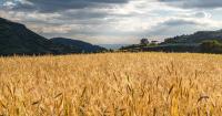 Simple farming changes boost wheat yields in drought-prone areas
