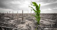El Niño raises temperatures in Costa Rica, and expert warns of increased risk of food spoilage