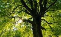 Why Sioux Falls Is Planting Trees At Record Rates