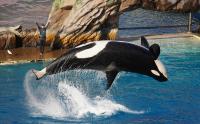 Florida Teachers Can Get Free SeaWorld Orlando Admission Through 2027