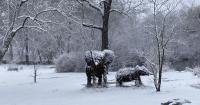 Elephants in Boston, while Milton nonprofit champions African conservation