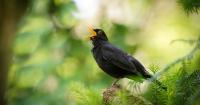 Got to Which Birdsong Is the Most Beautiful? Here's What Scientists Found article
