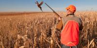 Minnesota pheasant index up nearly 20% from 2025